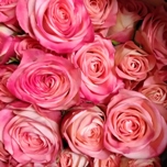 Fibonacci Spiral Roses Branchues d'Equateur Ethiflora